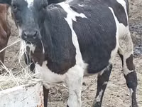 Cow, Holstein breed — photo 1