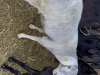 Ram, Hissar sheep — photo 5
