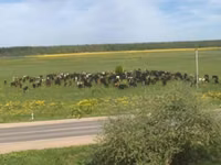 Vache, Race Holstein — photo 6