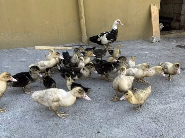 Ducks — آذربائیجان