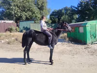 Horse (M), Horses — photo 1