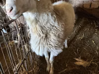 Ram, Arashan sheep — photo 2
