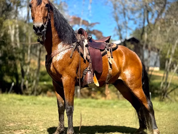 Horse (M), Tennessee Walking Horse