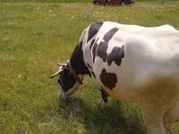 Krava, Russian Black pied cattle — fotografija 4