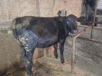 Cow, Limousin cow — photo 3