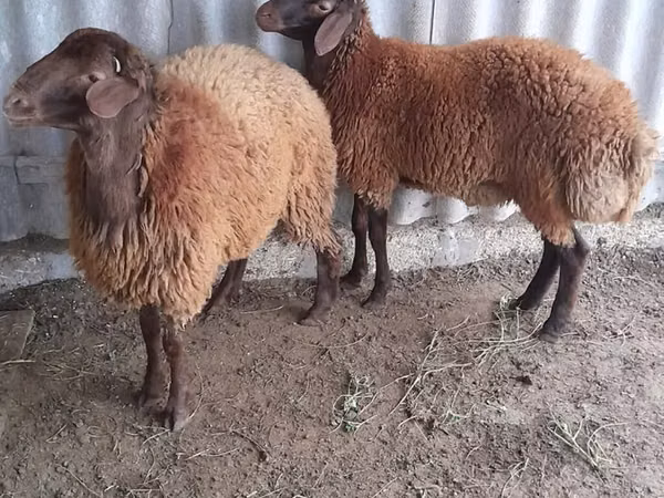 Montone, Pecore — Azerbaigian
