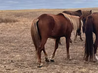 Yegua, Kazakh horse — foto 2