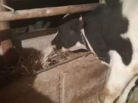 Bull, Holstein breed — photo 2