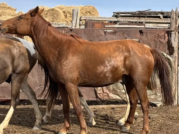 घोड़े (लॉट, लिंग निर्दिष्ट नहीं), Kustanai horse