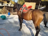 Horse (M), Thoroughbred horse — photo 5