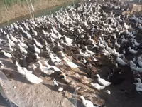 Ducks — photo 2