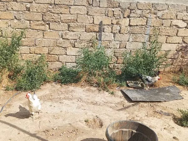 Chickens — Азербайджан