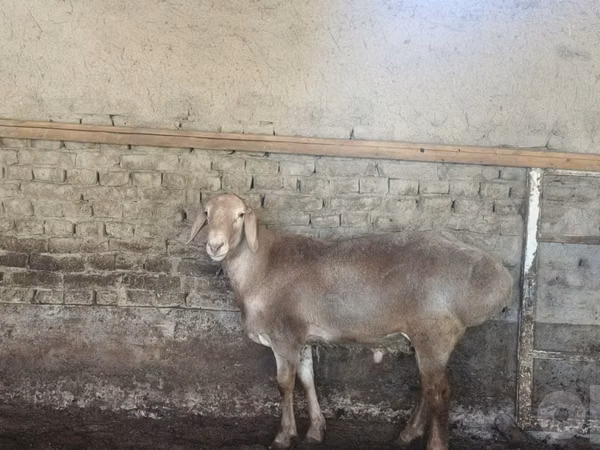 雄羊, Baerchuke sheep