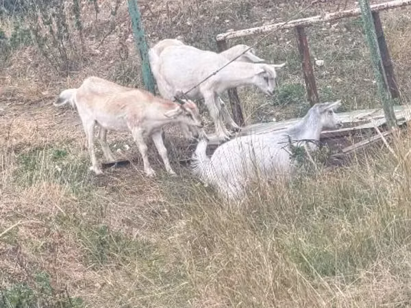 Goat, Goats — Moldova