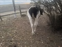 Bull, Russian Black pied cattle — photo 2
