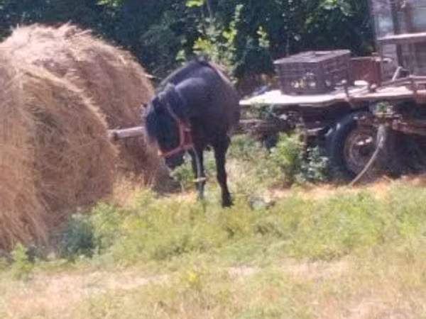 Pastuv, Коњи
