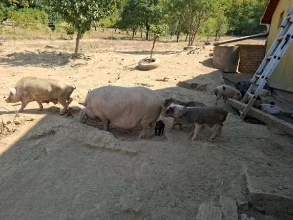 Porcs (lot, sexe non indiqué), 