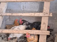 Chickens — عکس 2