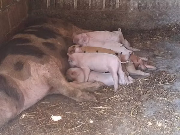 Porca, Porcos