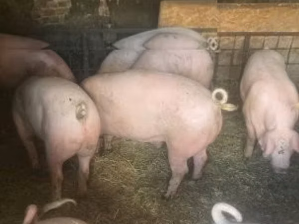 Sow, Pigs — Hungary