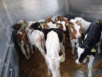 วัวตัวผู้, Simmental cattle — รูปภาพ 4
