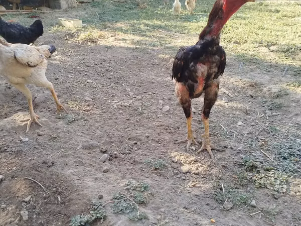 Chickens — Kyrgyzstan