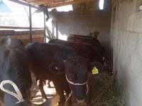 Bull, Swiss cattle — photo 4