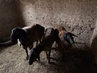 Ram, Rhon sheep — photo 7