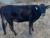 Cow, Alatau breed — photo 1