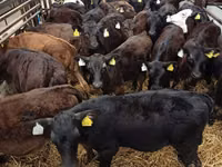 Banteng, Cattle — foto 1
