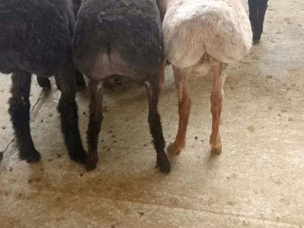 Sheep (batch, sex not specified), Sheep — Uzbekistan