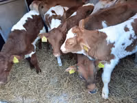 Tyre, Simmental cattle — foto 2