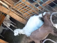 Echki, Saanen goat — 3-rasm