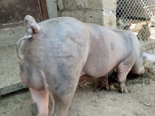 گراز نر, 