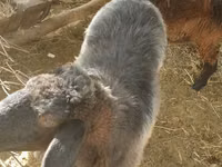 Koç, Hissar sheep — foto 4