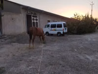 Kuda betina, Horses — foto 4