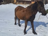 Kuda betina, Kazakh horse — foto 1