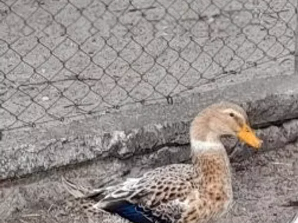 Ducks — Hangari
