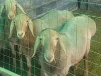 Κριός, Rhon sheep — φωτογραφία 3