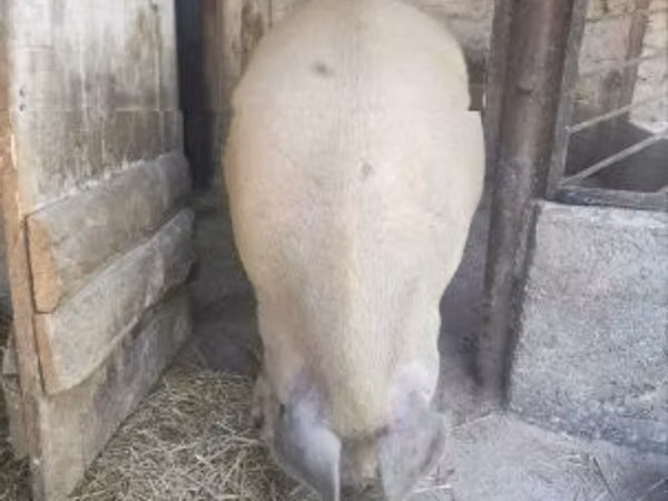 Babi hutan, Pigs — Hungary