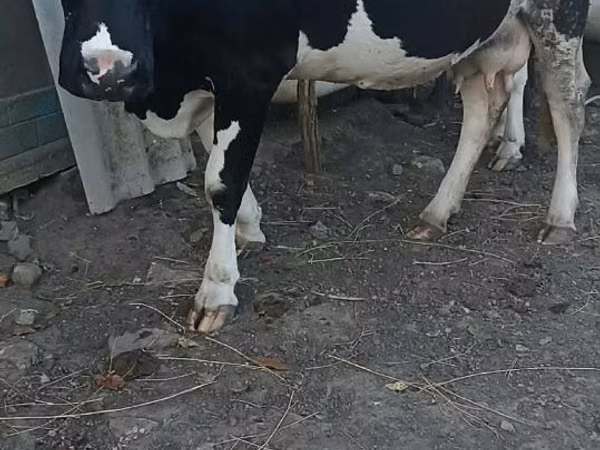 Cow, Holstein breed — Moldova