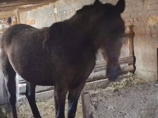 Mare, Horses — Kazakhstan