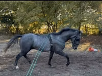Horse (M), Lipizzaner — photo 2