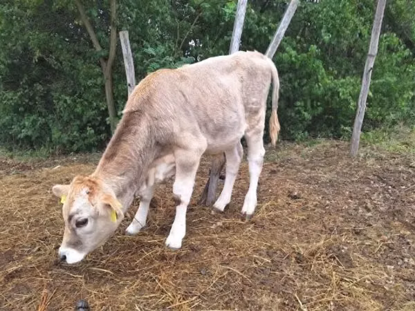सांड, भूरी कार्पातियन नस्ल