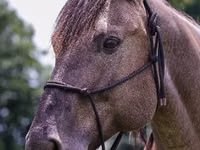 Aygʻir, Quarter Horse — 7-rasm