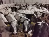Говеда (партида, пол не е посочен), Russian Black pied cattle — снимка 1