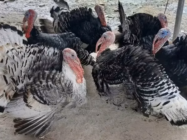 Turkeys
