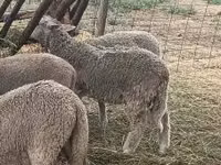 Ram, Sheep — photo 2