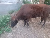 सांड, मवेशी — फ़ोटो 1