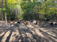گوسفند (گروه، جنسیت مشخص نشده), Cameroon sheep — عکس 1